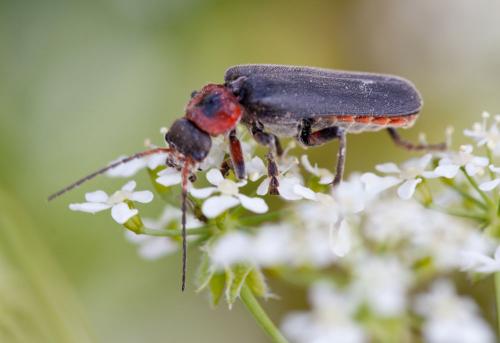 Cantharis rustica