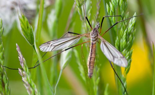 Tipula vernalis