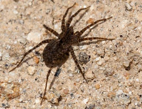 Réf. 141 517 : Pardosa sp.