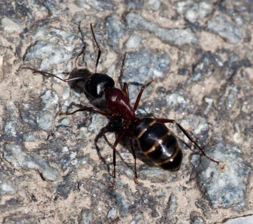 Réf. 141 520 : Camponotus ligniperda