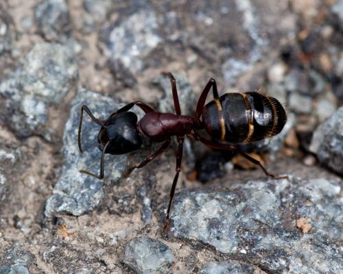 Réf. 141 519 : Camponotus ligniperda