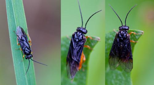 Réf. 141 521 : Nematinus fuscipennis