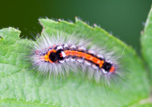 Euproctis similis