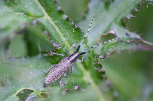Agapanthia villosoviridescens
