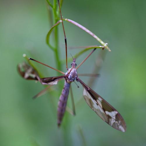 Tipula maxima