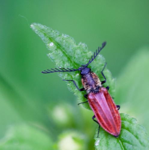 Anostirus purpureus