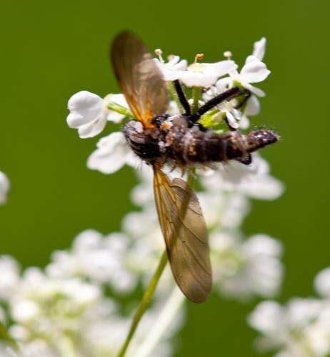 Empis tessellata