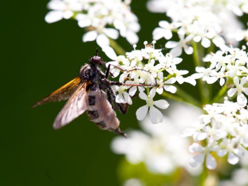 Empis tessellata
