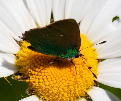 Callophrys rubi