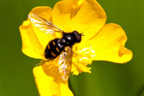 Réf. 141 609 : Pipiza quadrimaculata