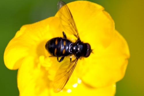 Réf. 141 610 : Pipiza quadrimaculata
