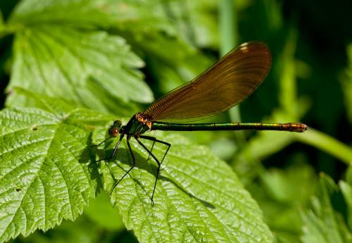 Calopteryx virgo