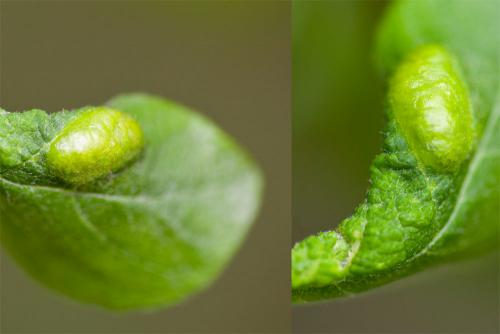 Euura sp.