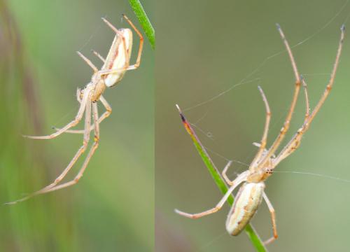 Tetragnatha sp.