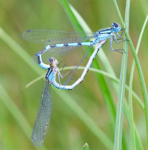 Enallagma cyathigerum