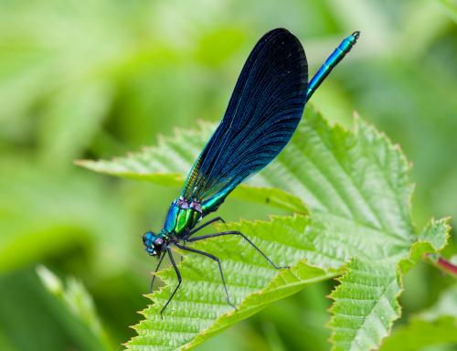 Calopteryx virgo