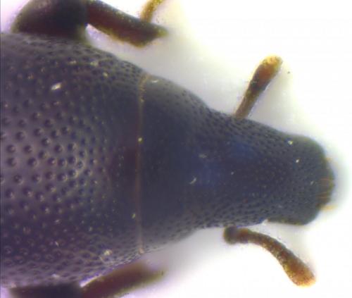 Hexarthrum capitulum