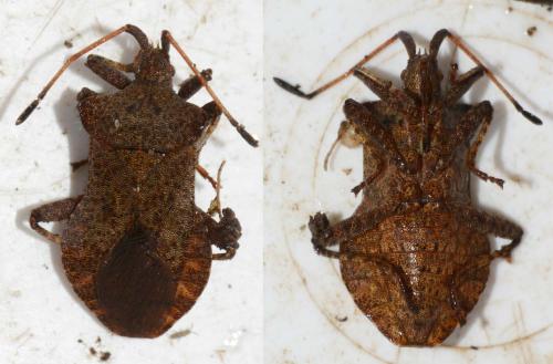 Coreus marginatus