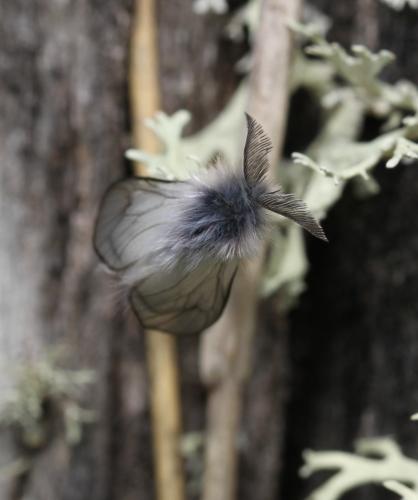 Réf. 141 009 : Ptilocephala sp.