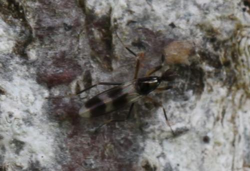 Réf. 141 917 : Tachydromia sp.