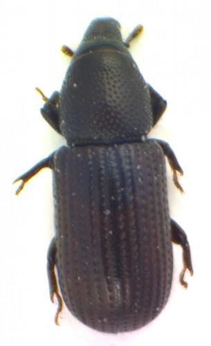Hexarthrum capitulum