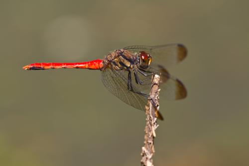 Réf. 141 530 : Sympetrum risi