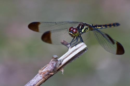 Sympetrum baccha
