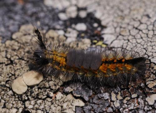 Orgyia sp.