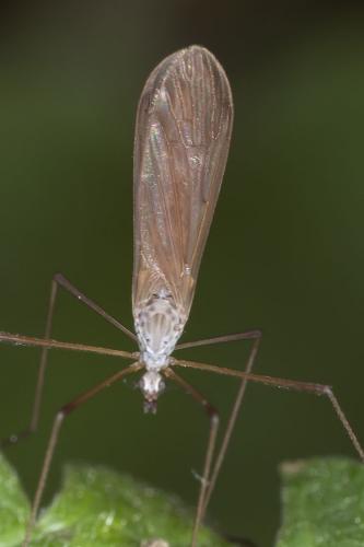 Dicranophragma adjunctum