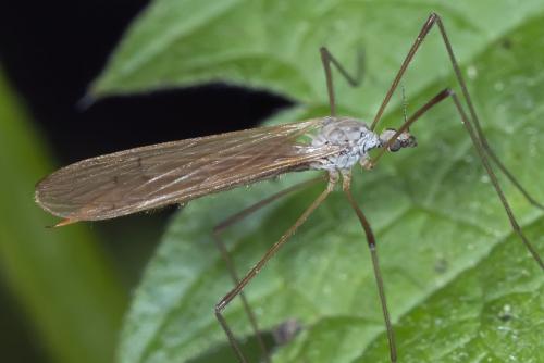 Dicranophragma adjunctum