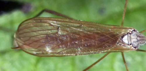 Dicranophragma adjunctum