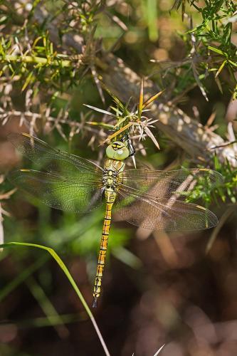 Aeshna affinis