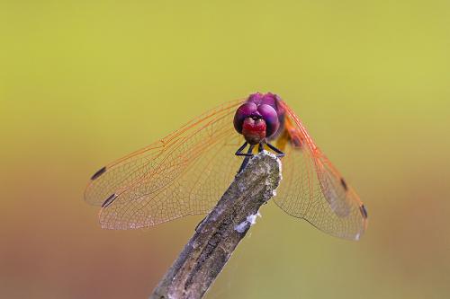 Trithemis annulata
