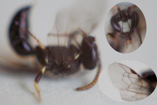 Hylaeus sp.