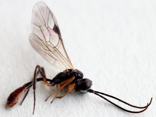 Bathythrix pellucidator