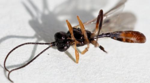 Bathythrix pellucidator
