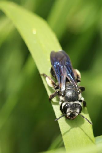 Andrena agilissima
