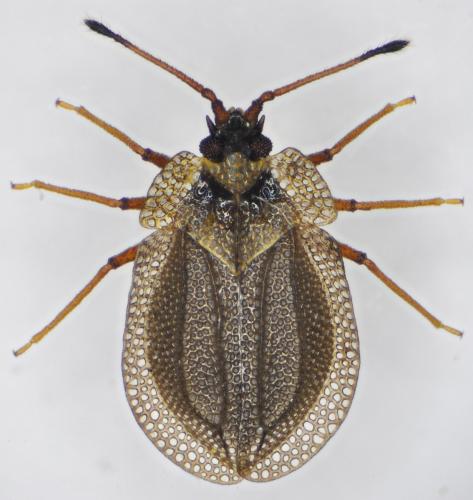 Acalypta suturalis