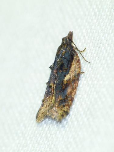 Réf. 141 307 : Acleris umbrana