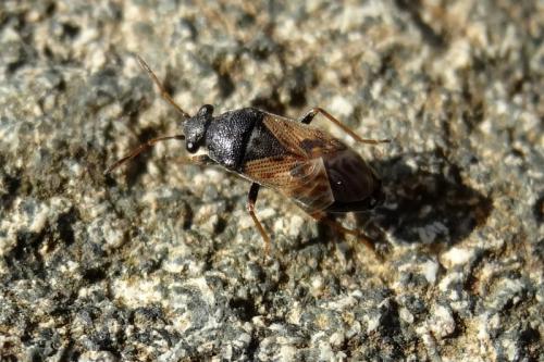 Acompus pallipes