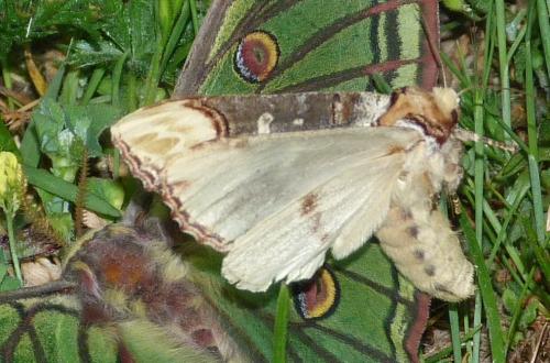 Réf. 141 311 : Phalera bucephala