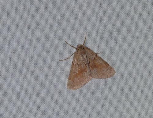 Réf. 141 309 : Adalbertia castiliaria