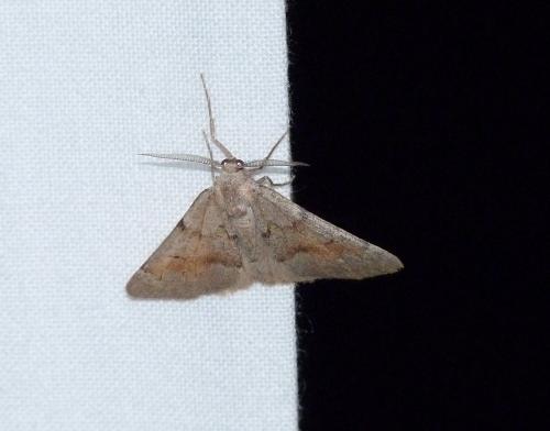 Réf. 141 310 : Adalbertia castiliaria