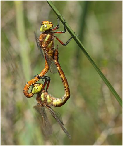 Aeshna isoceles