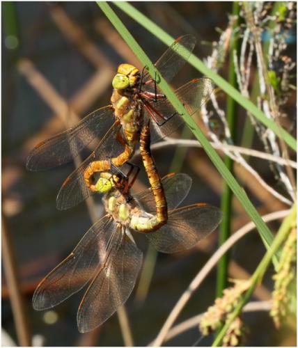 Aeshna isoceles