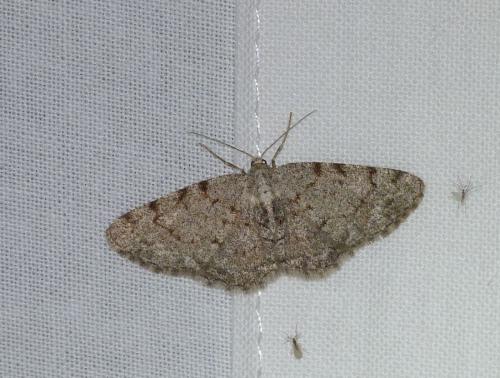 Réf. 141 312 : Aethalura punctulata