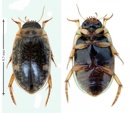 Agabus nebulosus