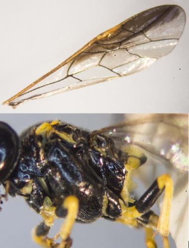 Allantus viennensis