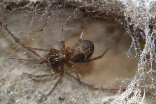 Amaurobius sp.