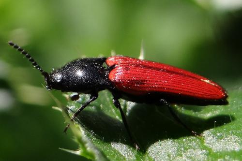 Ampedus sp.